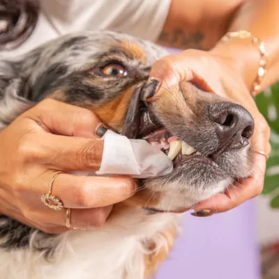 A dog enjoying the gentle, mess-free cleaning of Dr. Ruff's Dental Wipes, with a banana flavor and natural ingredients to promote healthy teeth and fresh breath.