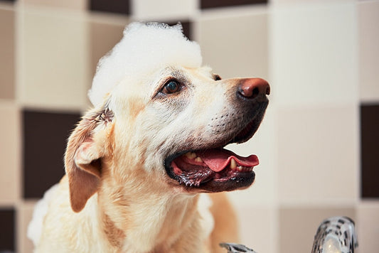 A happy dog enjoying a quick and easy clean with Dr. Ruff's Waterless Shampoo, featuring lavender and lemon essential oils for a fresh, long-lasting scent.