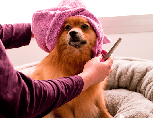 Close-up of natural ingredients used in Dr. Ruff Dog Skin Soothing Cream, including aloe vera, chamomile flowers, and shea butter.