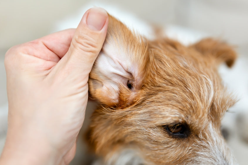 Alcohol-free dog ear cleaning wipes for sensitive ears